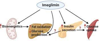 Imeglimin: Current Development and Future Potential in Type 2 Diabetes |  SpringerLink